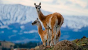 Guanacos.