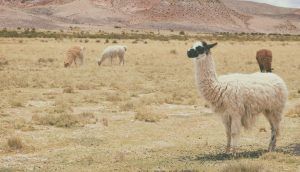 Llamas Argentinas.