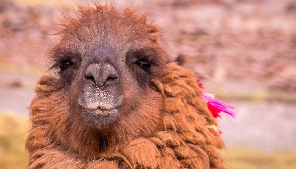 Llama Argentina.