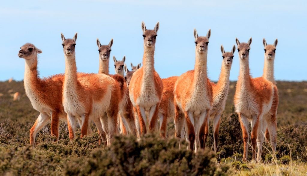 Vicuñas.